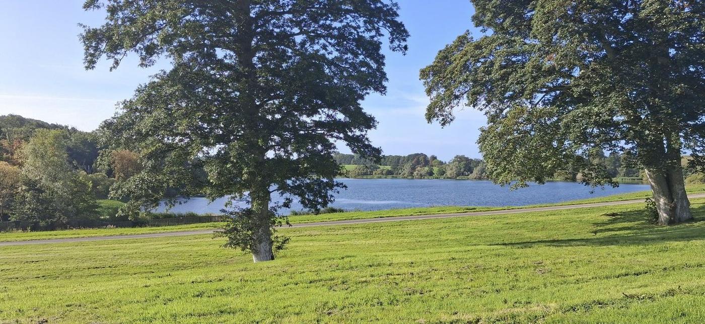 Parkland oaks and the lake